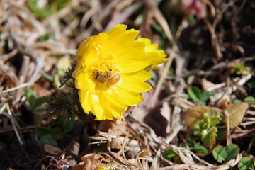 福寿草　フクジュソウ　蜂　ハチ
