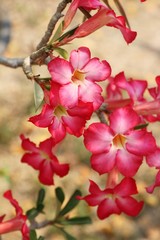 Obraz premium Azalea flowers is beautiful in the garden