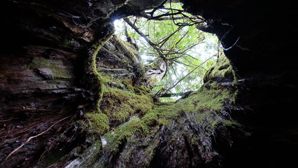 Yakushima tree