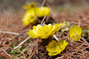 福寿草　フクジュソウ