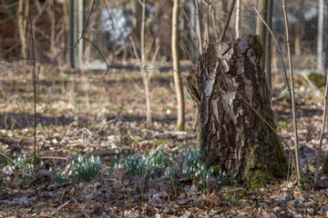 Snowdrops grow between foliage in the forest