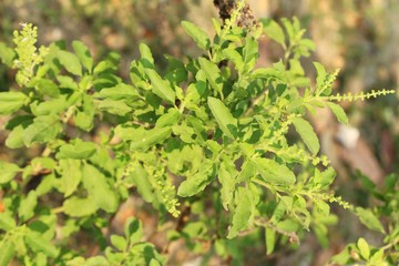 Fresh basil on tree in the garden