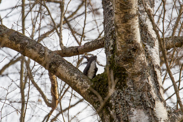 European brown squirrel in winter coat on a branch in the forest