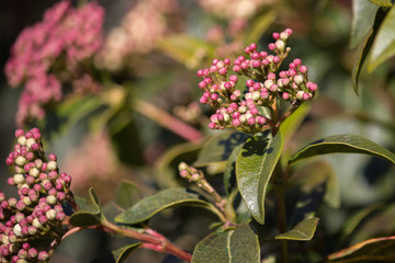 the new shoots, new life in the garden