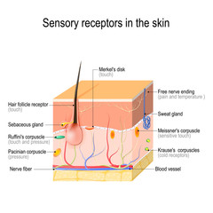 sensory receptors in the skin - obrazy, fototapety, plakaty