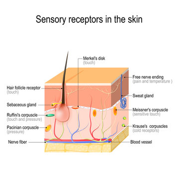 sensory receptors in the skin