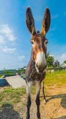 Donkey With Pointed Ears