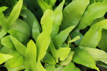 Fern is beautiful in garden with nature