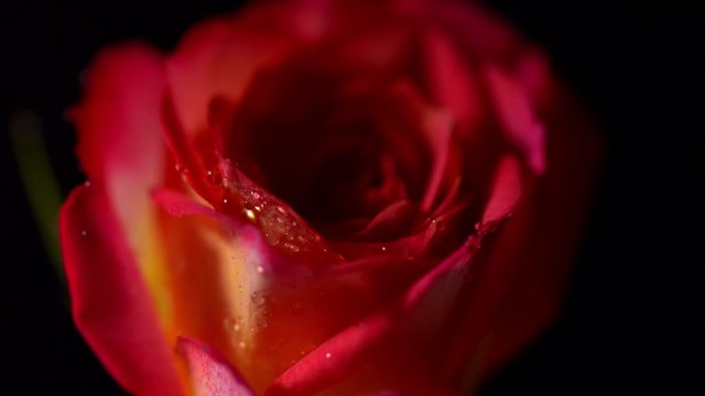 Red rose with water drops rotating on black isolated background. Beautiful single blooming flower