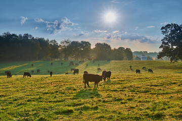 Grazing Cows at Sunrise