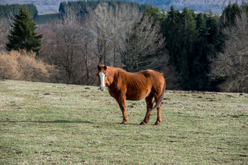 un cheval au milieu du pré
