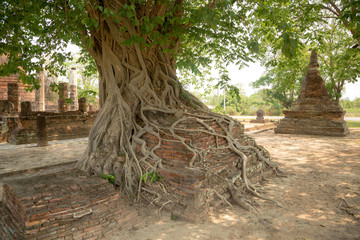 Tree Roots, Sukhothai historical park, Thailand