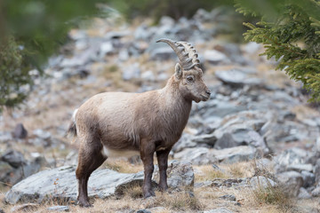 Naklejka na ściany i meble Splendido incontro nel bosco, un giovane stambecco delle Alpi (Capra ibex)
