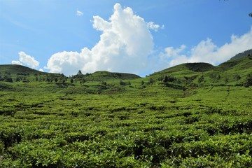 Fototapeta na wymiar Green hill, tea plantation on the hill 