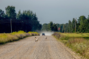 Landscape with rural road and storks.