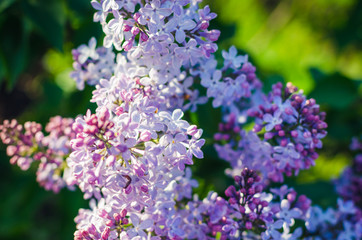 Lilac flowers in spring garden in the sunlight