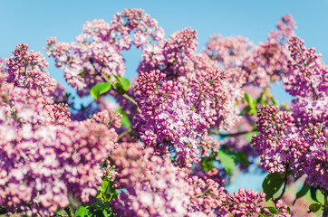 Lilac flowers in spring garden in the sunlight