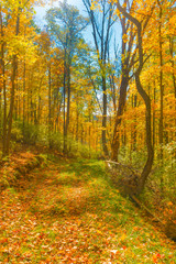 Hiking Trail With Fall Leaves