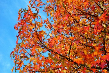 Colourful Autumn Leaves.