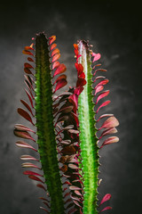 Green plant close up on a black background
