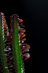 Green plant close up on a black background