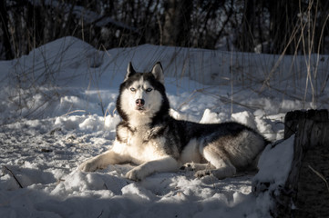 Siberian Husky dog with blue eyes lie in snow. Winter.