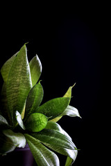 Green plant close up on a black background