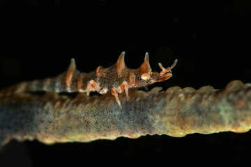 Dragon shrimp (Miropandalus hardingi). Picture was taken in Ambon, Indonesia