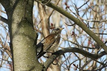 Fieldfare on tree in the garden against blue sky, closeup
