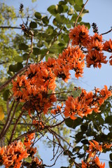 Orange flower 