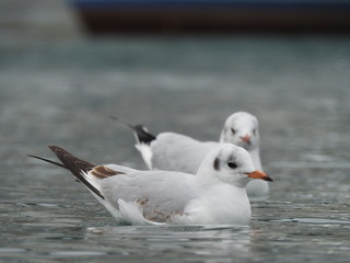 Sea birds close-up