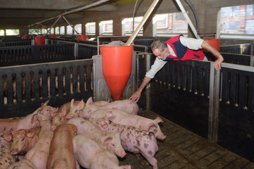 portrait of a farmer on a pig farm