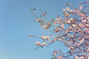 background of spring cherry blossoms tree. selective focus.