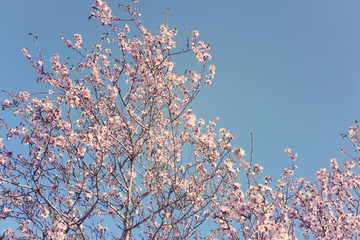 background of spring cherry blossoms tree. selective focus.