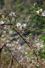 Bauhinia variegata Purple orchid tree a species of plant family Fabaceae.