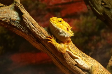 lizard on branch