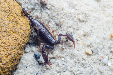 Scorpion creeps on the sand close up