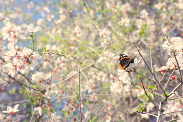 background of spring cherry blossoms tree and beautiful butterfly collects nectar from the flower. selective focus