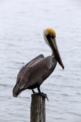 Brown Pelican on a Pier in South Padre Island, Texas