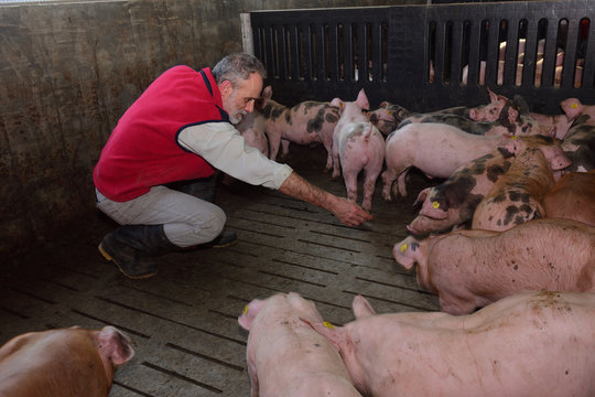 farmer inside a pig farm, petting the pigs