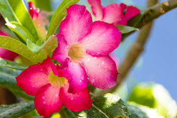 Obraz premium Close-up beautiful pink Adenium obesum is also known as the Desert Rose. It is blooming and there are drops of water on the flowers after rain in garden.