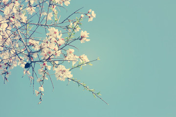 background of spring almond blossoms tree. selective focus.