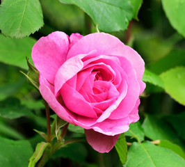 Rose Portraits.