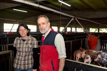 couple of farmers on a pig farm