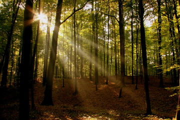 sun ray forest