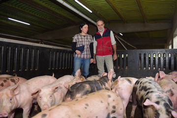 couple of farmers with a digital tablet on a pig farm