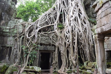 Amazing tree at Cambodia 