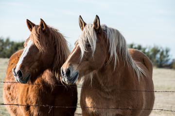 chevaux derrière les barbelés