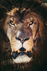 Close up tête d'un lion
