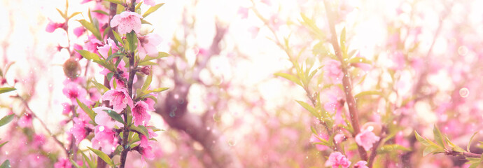 background of spring blossom tree with pink beautiful flowers. selective focus